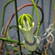 Image result for Ceropegia multiflora