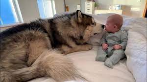 Giant Husky Knocks Baby Boy Over But Says Sorry! (Cutest Ever!!) - YouTube