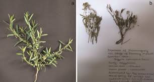 Image result for Polygala sphenoptera