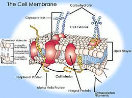 Sparknotes Cell Membranes Membrane Proteins Cell Membrane Plasma Membrane Membrane