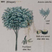 Image result for Pleurostylia capensis