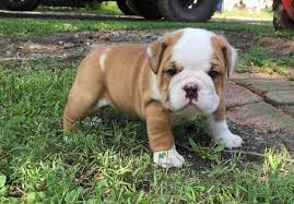 As early as 8 weeks, you can cover your rambunctious pup with a puppy insurance plan from figo. Victorian Bulldog Puppies For Sale Off 54 Www Usushimd Com