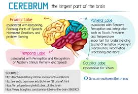 Cerebrum Parts Explained In 2020 Brain Structure Brain Anatomy Brain Health Nutrition