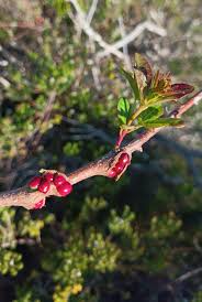 Image result for Searsia