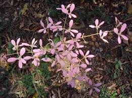 Image result for Congea