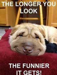 Stare At It For 20 Sec And Try Not To Laugh Funny Animals Funny Animal Pictures Funny Animal Memes The best gifs are on giphy.