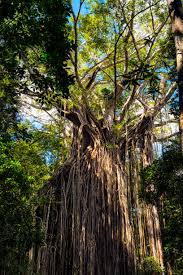 Image result for Ficus virens