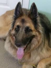 We expect all dog breeders to guarantee the health of their puppies in accordance with their states laws and guidelines. Missouri German Shepherd Rescue