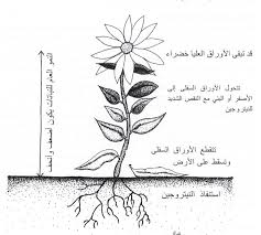 النيتروجين ودورة في النبات
