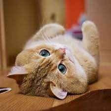 You Might Want To Try Scattering Your Cat S Food Around The Room Or Place It Up High So They Get A Chance To Hunt And Cl Cute Cats Cats Cute Cats