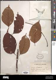 Image result for Lannea welwitschii