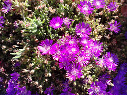 Image result for Delosperma mahonii