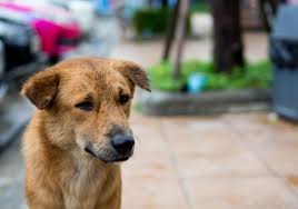 Something that lives and moves but is not a human, bird, fish, or insect: Pets The Voiceless Victims Of The Covid 19 Crisis Unsw Newsroom