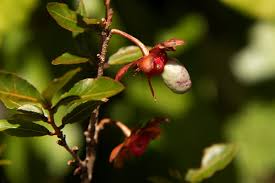 Image result for Ochna stolzii