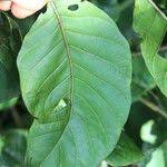 Image result for Lannea welwitschii