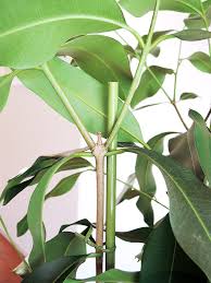 アマゾンオリーブ 陶器鉢植え Mサイズ マットシリーズ シリンダー 観葉植物と植木鉢の専門店cocolate