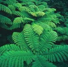 Maybe you would like to learn more about one of these? Ferns The Glory Of The Forest New Zealand Geographic
