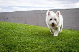 West Highland White Terrier Full Profile History And Care