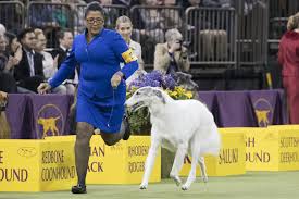 Westminster Dog Show 2018 Results Best Of Breed Winners And Monday Recap Bleacher Report Latest News Videos And Highlights