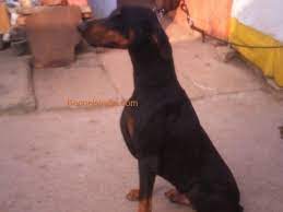 Labrador stud available in blood lines Champaion Line Doberman Puppies For Sale In Bangalore Karnataka