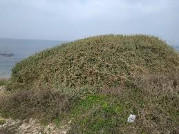 Image result for Atriplex halimus