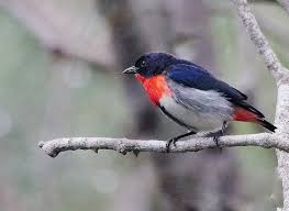 Image result for Actinanthella