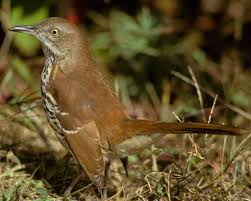 Backyard Birds Of New Jersey Field Guide Brown Thrasher Brown Thrasher Thrasher Bird Birds