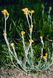 Image result for Gnaphalium