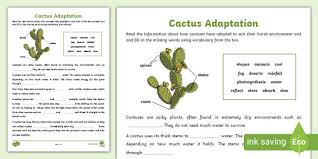 When it rains, the ribs open to allow the cactus to hold even more water. Cactus Adaptation Teacher Made