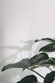 Thousands of stunning green backgrounds handpicked for your device hd & 4k quality no attribution required free and ready for download! I N S P I R A T I O N 1 Plant Wallpaper Plant Photography Plants