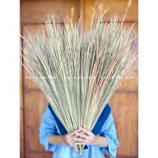 View public records, phone number, email & more! Fg 30 Pcs Daun Ilalang Kering Hiasan Buket Bunga Kering Dekorasi Rustic Mahar Craft Dried Flowers Shopee Indonesia