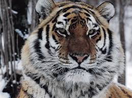 The True Story Of A Man Eating Tiger S Vengeance Npr