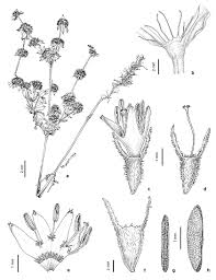 Image result for Spermacoce subvulgata