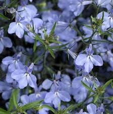 Image result for Lobelia thermalis