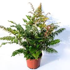 Image result for Didymochlaena