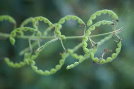 Image result for Desmodium uncinatum