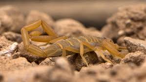 Ultrasonic pest repellers are one diy method that you can find online to get rid of some pests. Scorpion Exterminators Goodyear Az Pest Exterminator In Goodyear Az Estrella Mountain Pest Control Inc