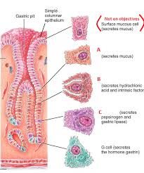 Learn Digestive Histology Quizlet Physiology Digestive System Anatomy Human Anatomy And Physiology