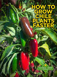 Pin On Vegetable Gardening