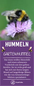 Hummeln 5 Fakten Uber Die Pelzigen Brummer Im Garten Hummeln Nisthilfen Und Insekten