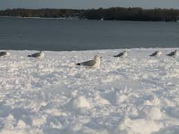 Jun 27, 2021 · here's kevin o'connell's sunday, june 27, 2021 weather forecast for edmonton, alberta and the surrounding area. Barrie Ontario 25 11 12 A Winter Nesting Ground Weather Storm Weather Photos Weather Network