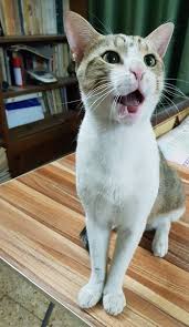 Pin By Gulshan G Asker On Cute Cats Cute Cats Cats Animals