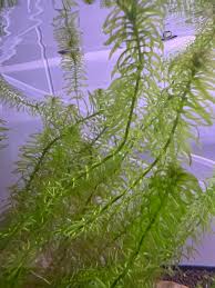 Image result for Najas