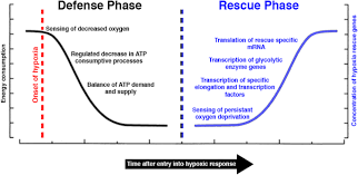 They lack a nucleus, sometimes called the control center of the cell. Mechanisms And Evolution Of Resistance To Environmental Extremes In Animals Evodevo Full Text