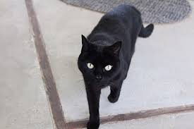 Interested in adopting a kitten? Warwick Ri Colorpoint Shorthair Meet Lily A Pet For Adoption