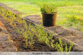 Im blumenkasten kannst du gut z.b krokusse oder ärgerlich ist auf den beeten immer das langsam gelb werdende grün und der platz, den die pflanzen brauchen, wenn man eigentlich schon. Liguster Ligustrum Pflege Der Ligusterhecke Gartenlexikon De