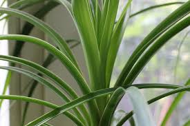 Laden sie diese kostenlose vektor zu grüne pflanze mit blättern und entdecken sie mehr als 10m professionelle grafikressourcen auf freepik. Elefantenfuss Bekommt Braune Blatter Verliert Blatter Das Ist Zu Tun