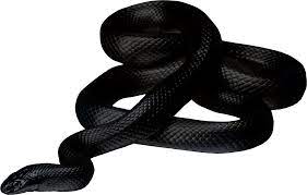 Black Snake Png Snake Anaconda Snake Anaconda