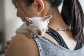 The last two pictures are mom. Spay And Save Program Cat Spay Portland Oregon