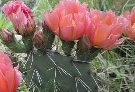 Named after nearby fort dodge, the city is famous in american culture for its history as a wild frontier town of the old west. Opuntia Phaeacantha Hybrid Peach Plum Colored Flower S Cactus Flower Cactus Flowers